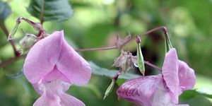 18_impatiens_glandulifer